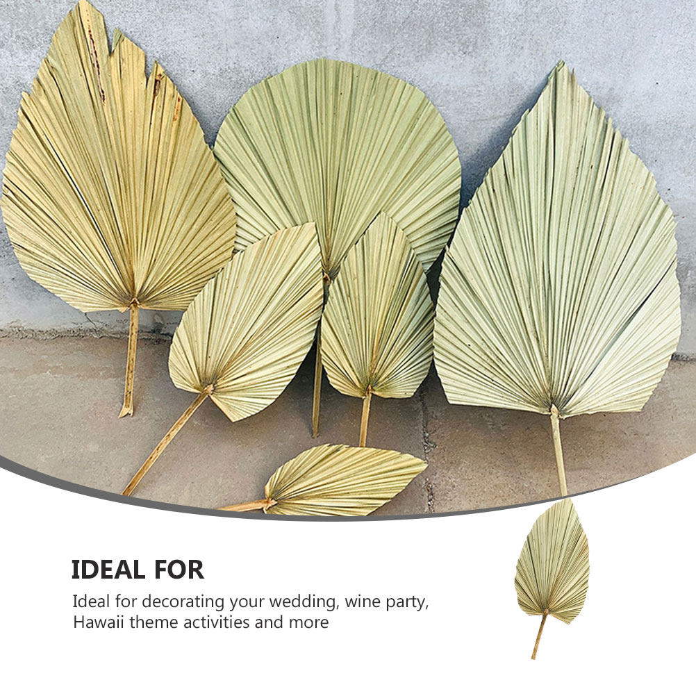 Palm Leaf Dried - 1 ชิ้น ใบปาล์มแห้งธรรมชาติสีเขียวสดใส สำหรับตกแต่งผนัง งานปาร์ตี้ ธีมทรอปิคอล