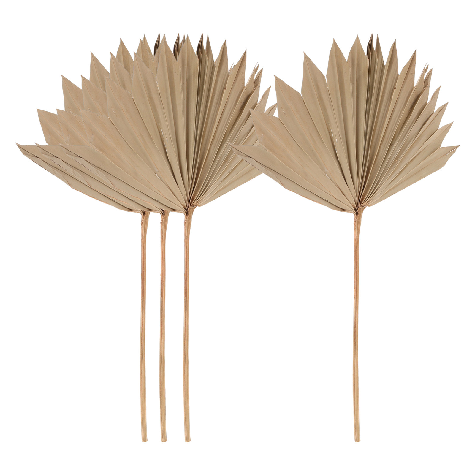 Palm Leaf Dried - ของตกแต่งจากใบปาล์มแห้ง 4 ชิ้น สไตล์โบโฮธรรมชาติ สำหรับแขวนผนัง งานแต่งงาน