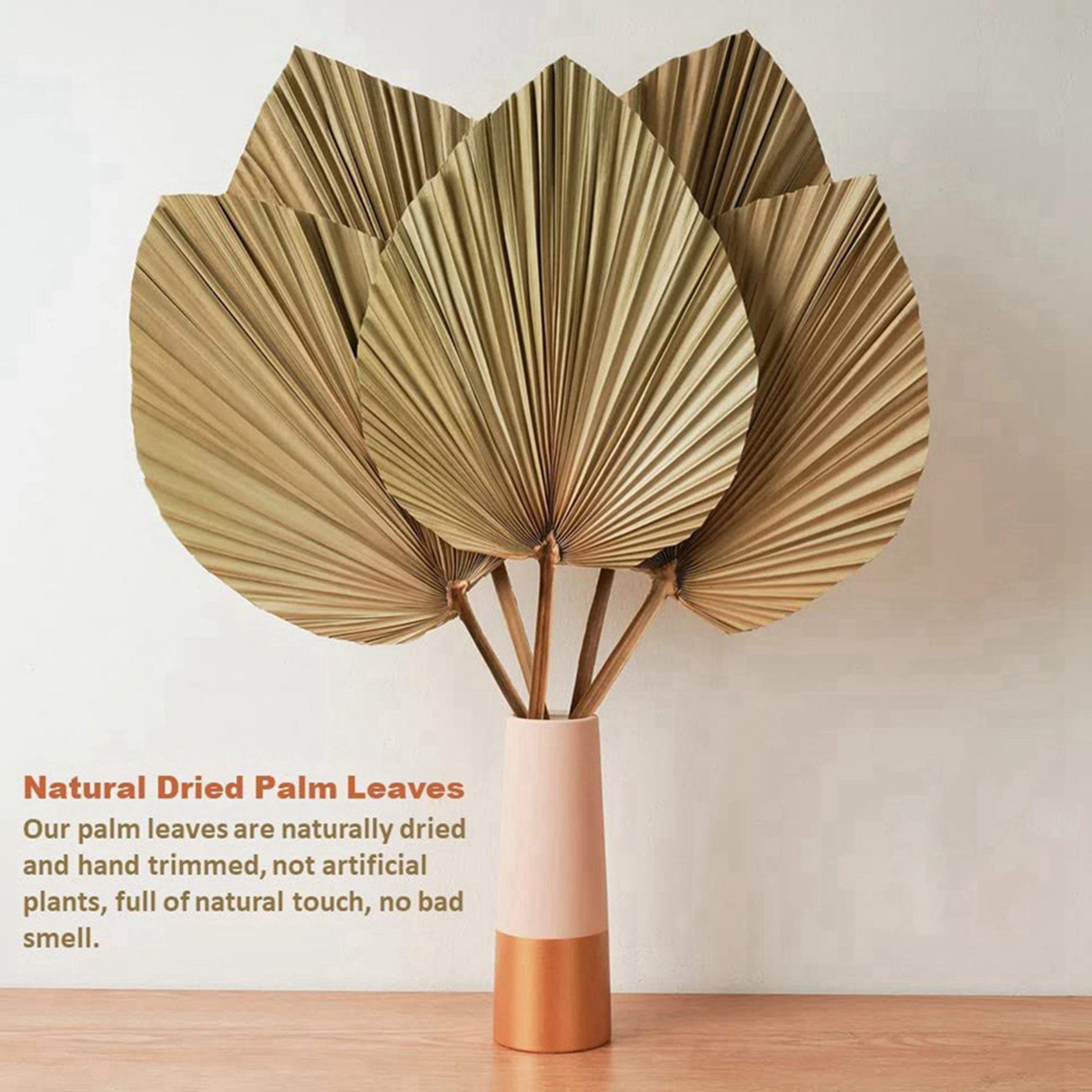 ใบปาล์มแห้งธรรมชาติ 8 ชิ้น เหม - Palm Leaf Dried บทวิจารณ์และราคา