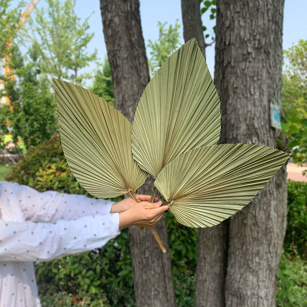 1 ชิ้น ใบปาล์มแห้งธรรมชาติสีเข - Palm Leaf Dried บทวิจารณ์และราคา