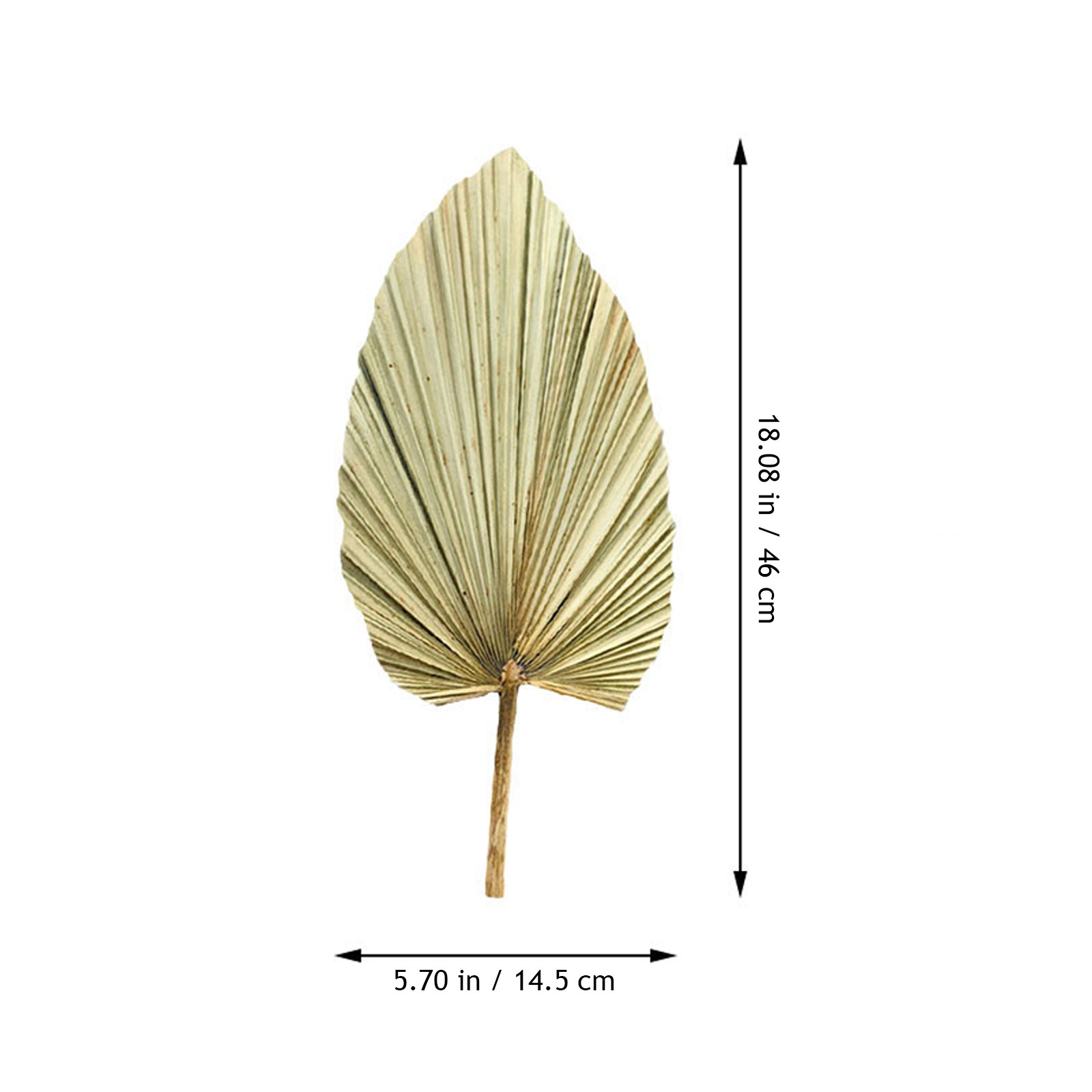 1 ชิ้น ใบปาล์มแห้งธรรมชาติสีเข - Palm Leaf Dried บทวิจารณ์และราคา