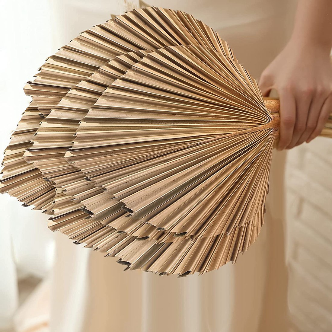 5 ชิ้นธรรมชาติแห้งใบปาล์ม Trop - Palm Leaf Dried บทวิจารณ์และราคา