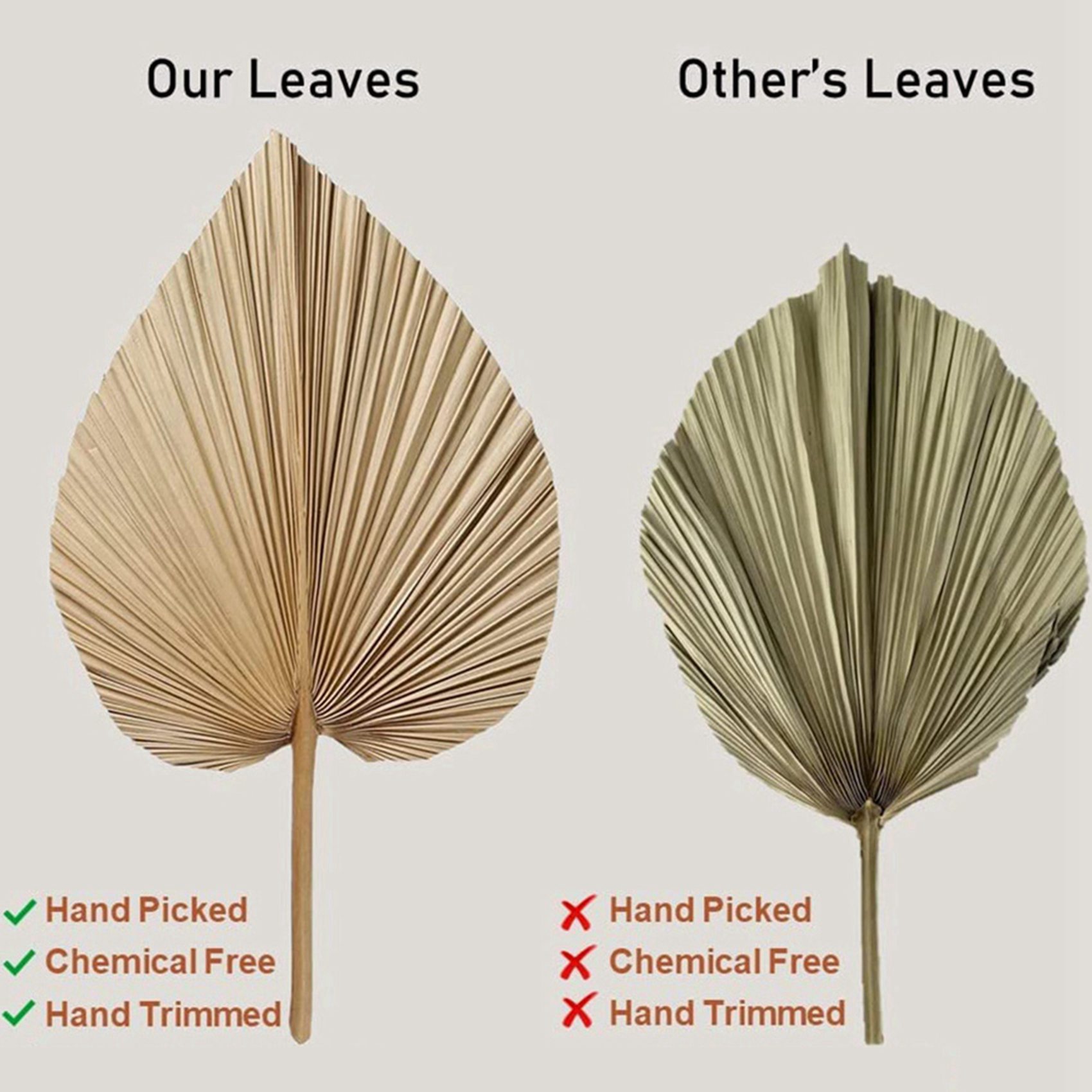 AT02-ใบปาล์มแห้งธรรมชาติ 8 ชิ้ - Palm Leaf Dried บทวิจารณ์และราคา