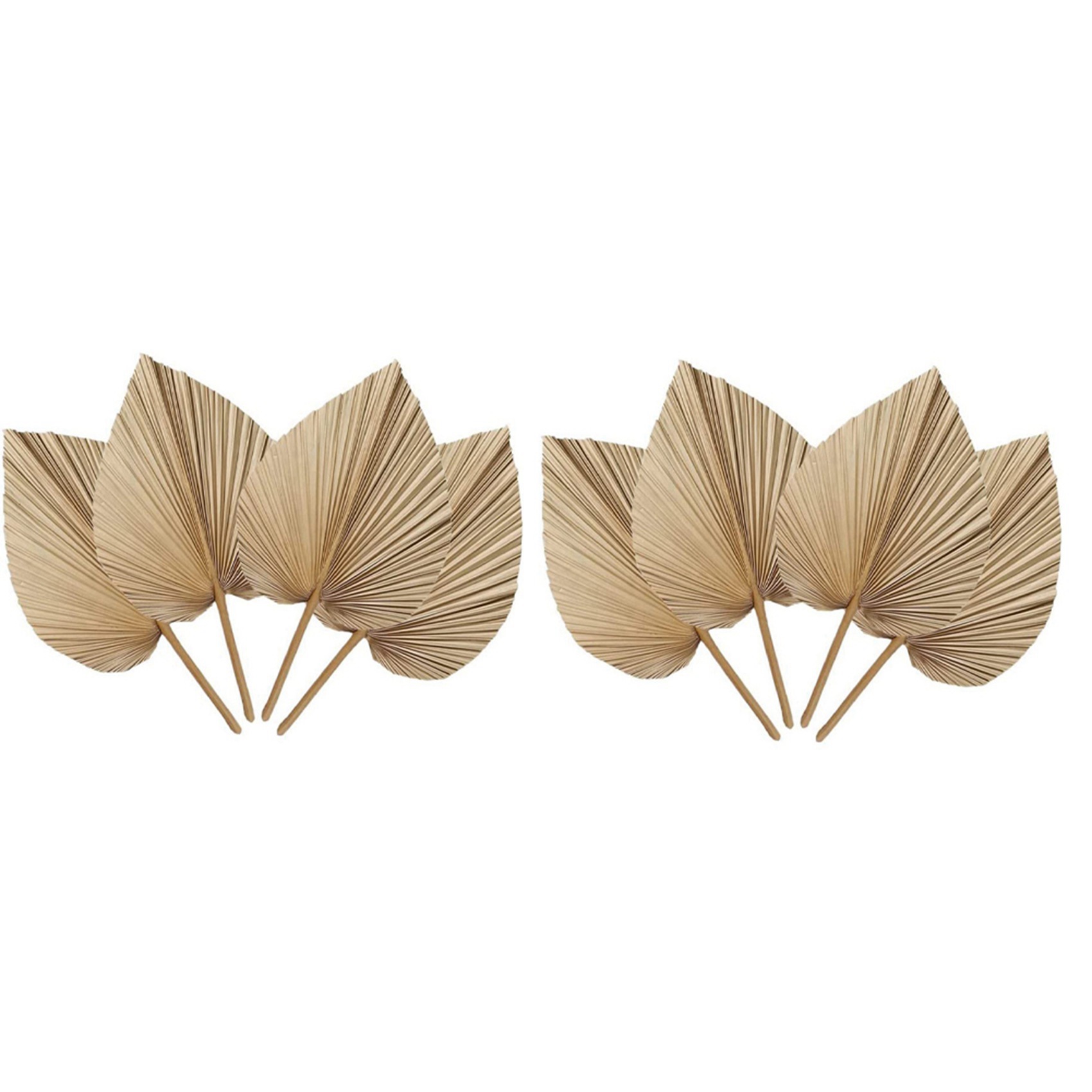 AT02-ใบปาล์มแห้งธรรมชาติ 8 ชิ้ - Palm Leaf Dried บทวิจารณ์และราคา
