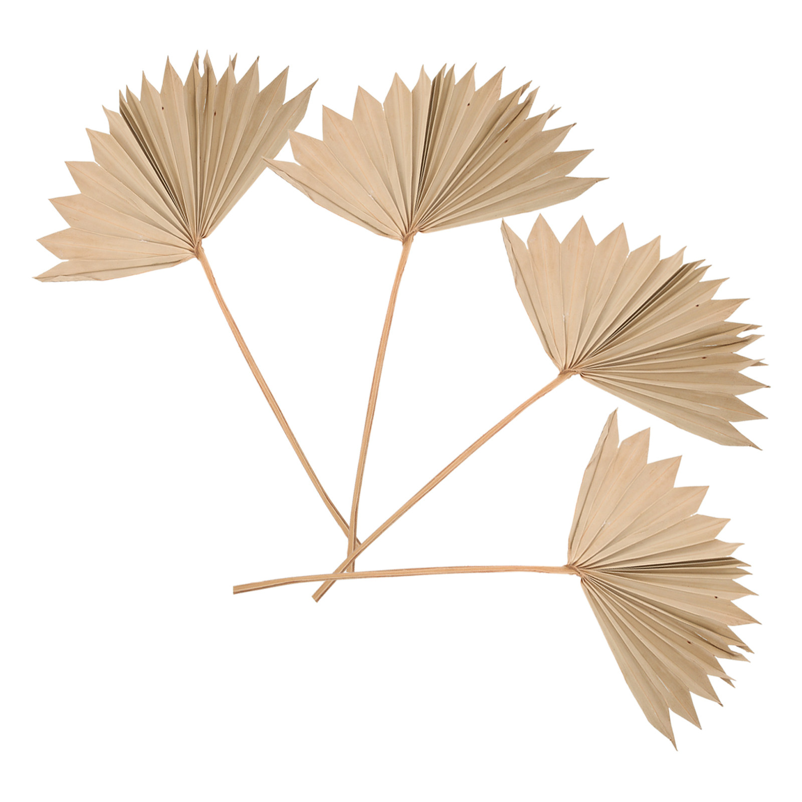 4 ชิ้น ใบปาล์มแห้ง ของตกแต่งใบ - Palm Leaf Dried บทวิจารณ์และราคา