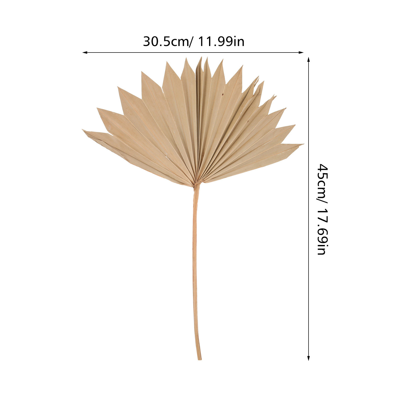 4 ชิ้น ใบปาล์มแห้ง ของตกแต่งใบ - Palm Leaf Dried บทวิจารณ์และราคา