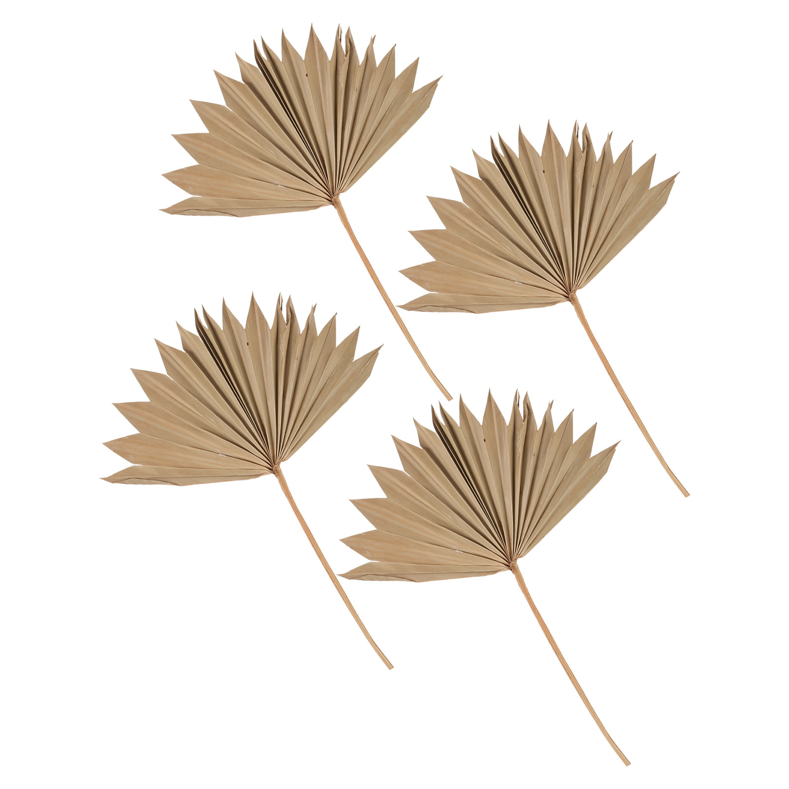 ใบปาล์มแห้ง 4 ชิ้น สำหรับตกแต่ - Palm Leaf Dried บทวิจารณ์และราคา