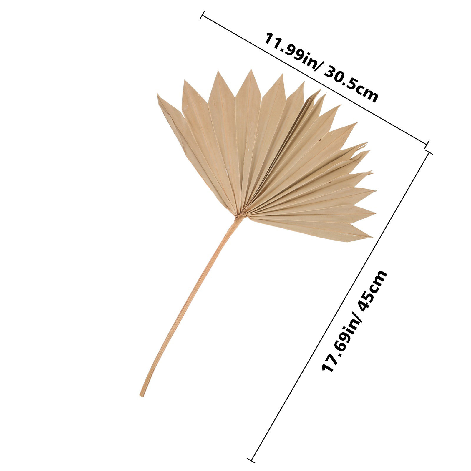 ใบปาล์มแห้ง 4 ชิ้น สำหรับตกแต่ - Palm Leaf Dried บทวิจารณ์และราคา