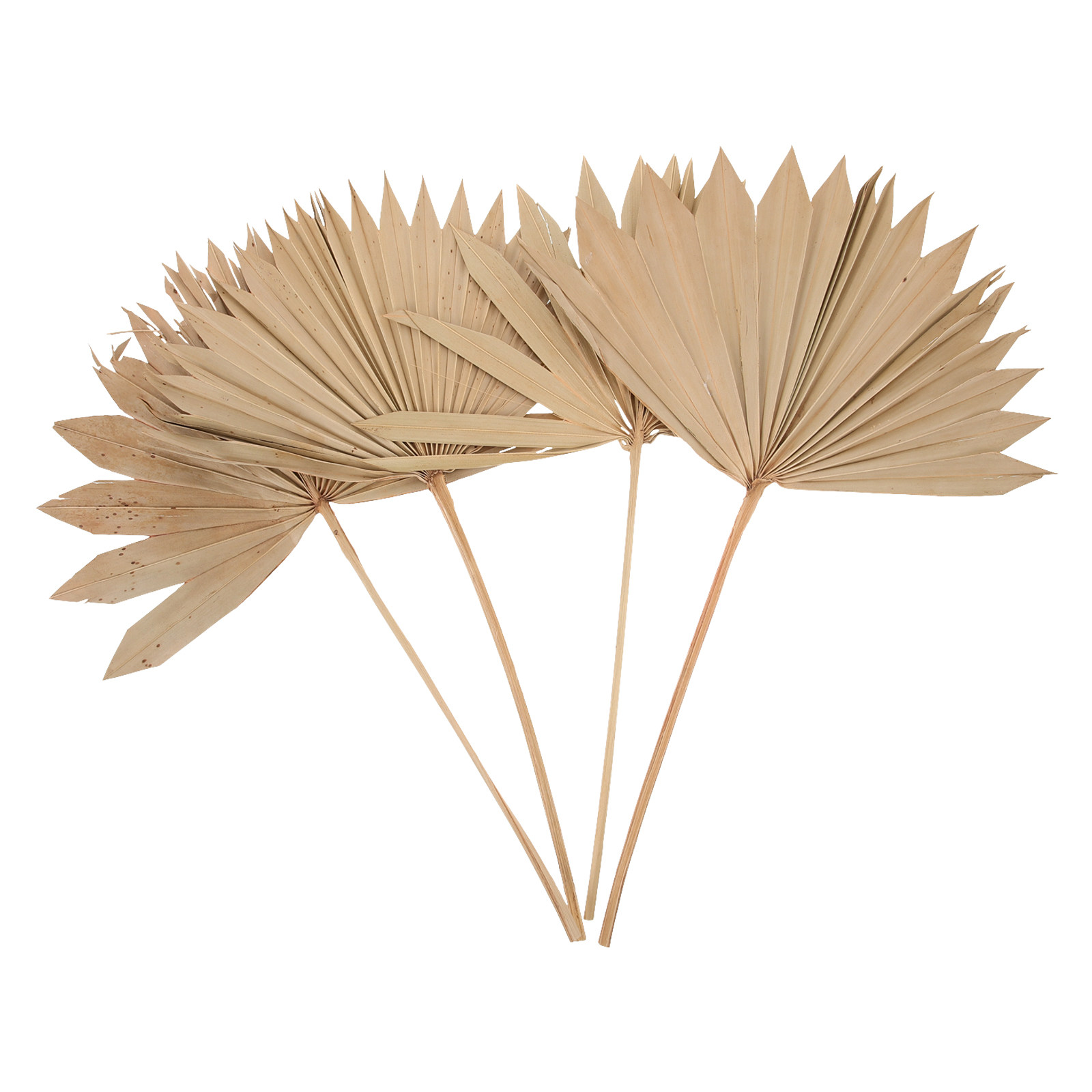 ของตกแต่งจากใบปาล์มแห้ง 4 ชิ้น - Palm Leaf Dried บทวิจารณ์และราคา