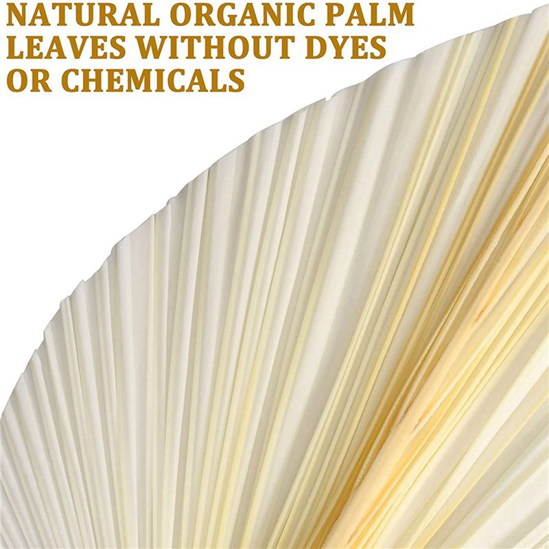 ใบปาล์มแห้งสีขาวขนาดใหญ่ - คุณ - Palm Leaf Dried บทวิจารณ์และราคา